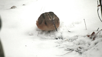 Woodcock 1